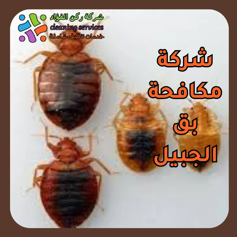 شركة مكافحة بق الجبيل