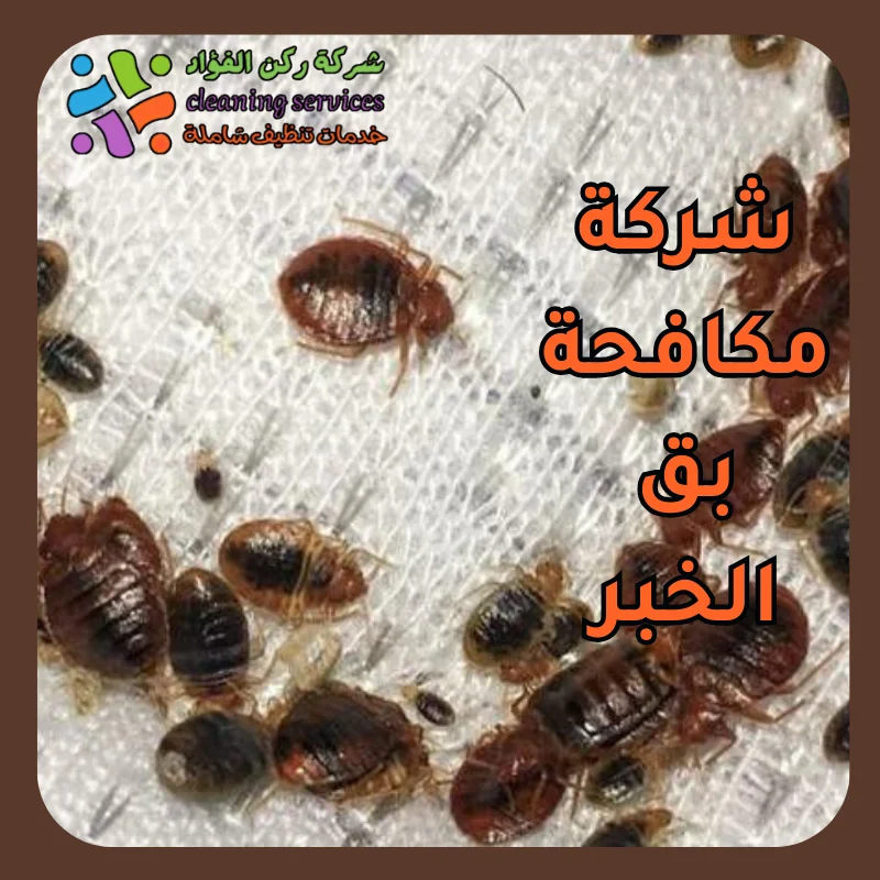 شركة مكافحة بق الخبر