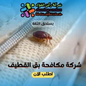 شركة مكافحة بق القطيف