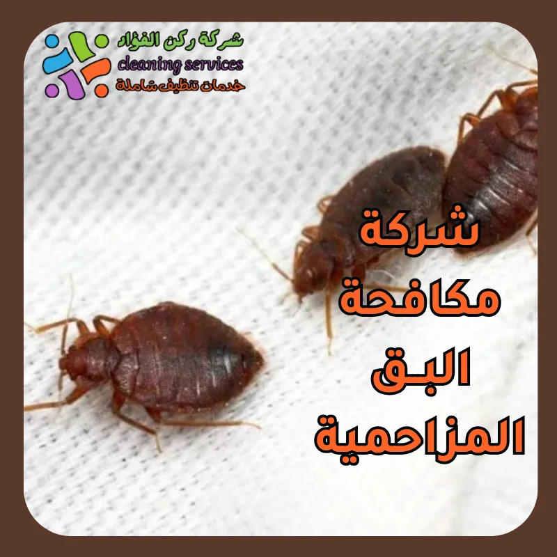شركة مكافحة بق المزاحمية