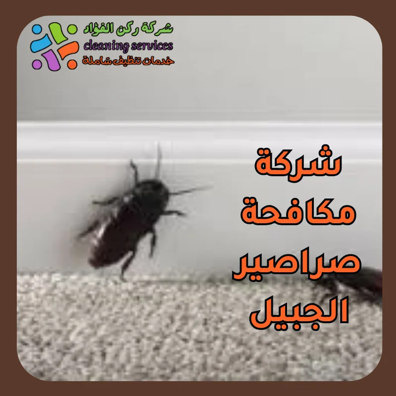 شركة مكافحة صراصير الجبيل