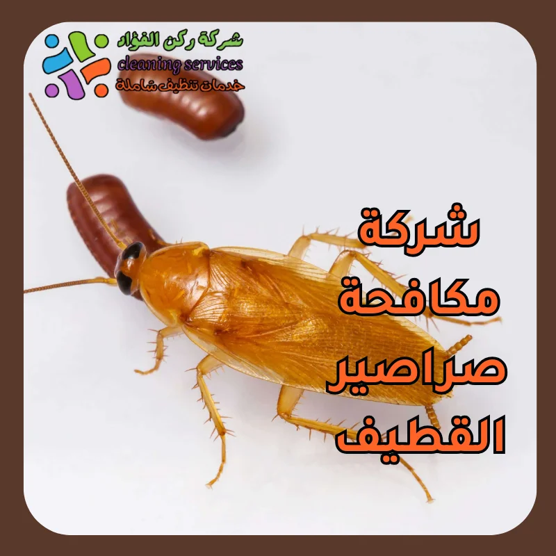 شركة مكافحة صراصير القطيف