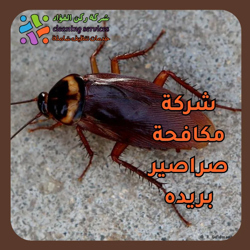 شركة مكافحة صراصير بريده