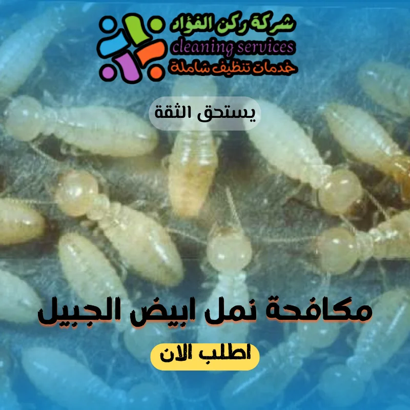 شركة مكافحة نمل ابيض الجبيل