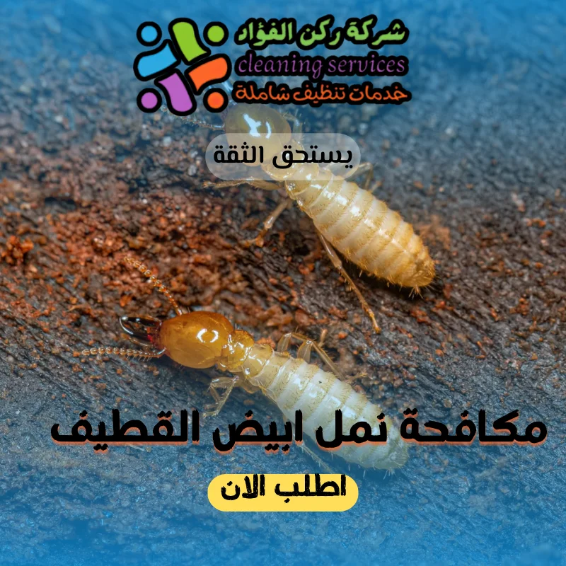 شركة مكافحة نمل ابيض القطيف